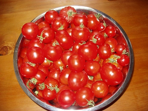Part of the tomato crop