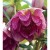 Hellebores (Lenten Rose) are beauties that are gaining popularity. They extend the flowering season. Hellebores (Lenten Rose) are beauties that are gaining popularity. They extend the flowering season.
