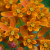 Asclepsias (Butterfly Weed) attract butterflies to your garden Asclepsias (Butterfly Weed) attract butterflies to your garden