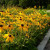 Rudbeckia, now one of the most widely used perennials, it is very versatile and an American native Rudbeckia, now one of the most widely used perennials, it is very versatile and an American native