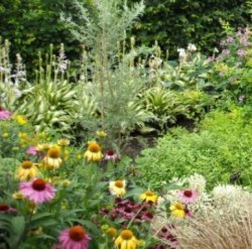 10 Best Perennial Plants For Anyone's Garden | Dengarden