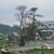 Damaged trees, full of dirt and mud. Not a pleasant sight and smell. Damaged trees, full of dirt and mud. Not a pleasant sight and smell.