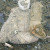 A Japanese doll in the rubble. A Japanese doll in the rubble.