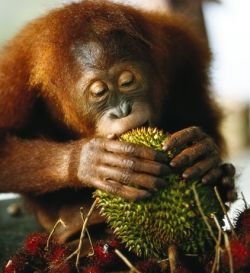 Orang Utan and a Durian Dinner