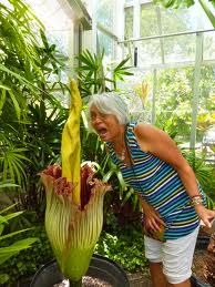 Corpse Flower in Sumatra