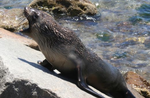 Seal Pup