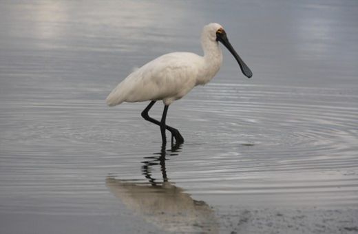 Royal Spoonbill