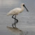 Royal Spoonbill