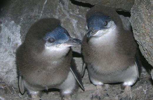 Penguin Chicks