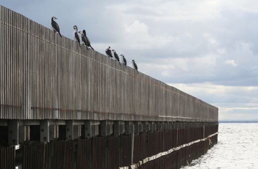 Little Pied Cormorants
