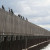 Little Pied Cormorants