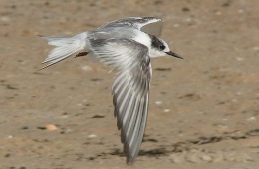 Arctic Tern