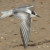 Arctic Tern
