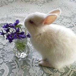 Violets, so appealingly delicate