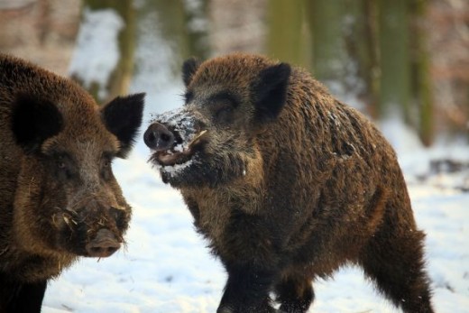 Wild Boar