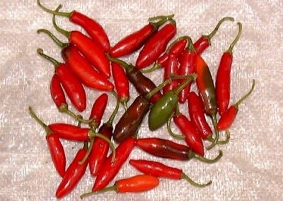 Serrano
