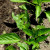 My Photo.Close upish of leaves with where critters have had lunch My Photo.Close upish of leaves with where critters have had lunch