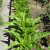 My Photo.One row of COS lettuce My Photo.One row of COS lettuce