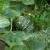 My PhotoTriffids plant. I did not plant it. It just came and took over the whole back yard. My PhotoTriffids plant. I did not plant it. It just came and took over the whole back yard.