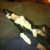Curtis passed out on Daddie's lap! Curtis passed out on Daddie's lap!