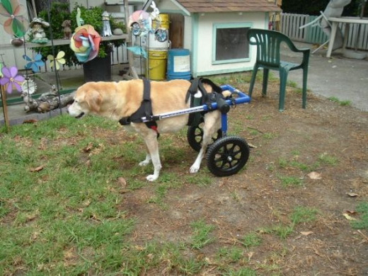 Sierra in her donated wheelchair a month before she died