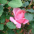 A pink rose hiding in the bush