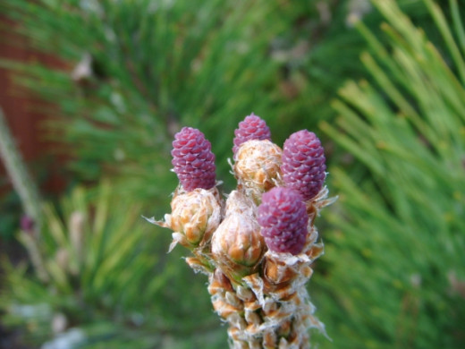 Magenta buds on our pine tree