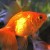 Goldfish Goldfish