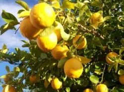 citrus scents