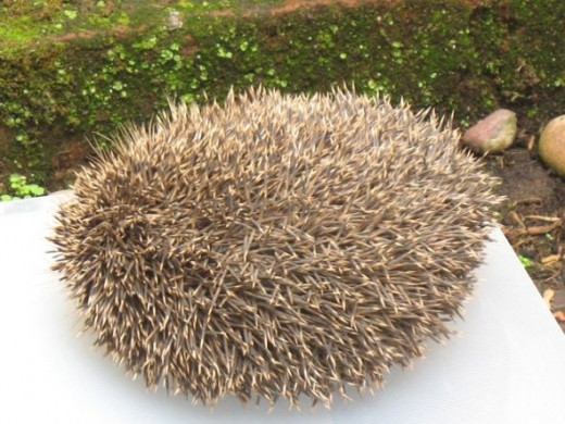 Photo taken after the hedgehog had inexplicably climbed up really high and got stuck and I had to help him down!