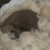 Hedgehog watching me whilst I put the washing out. Hedgehog watching me whilst I put the washing out.