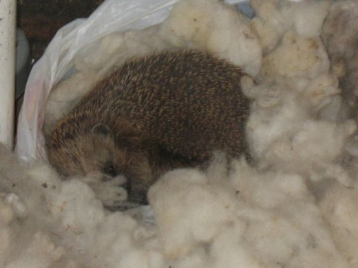 Hedgehog watching me whilst I put the washing out.