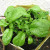 The Monster Spinach! The Monster Spinach!