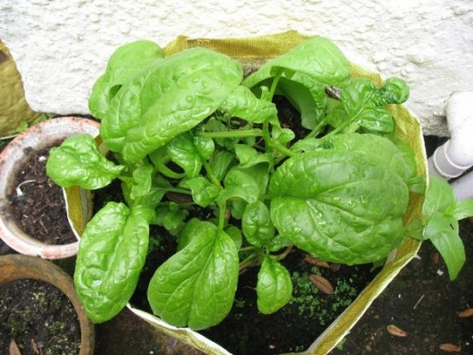 The Monster Spinach!