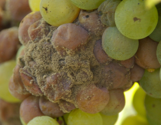 Wine Grapes with Noble Rot