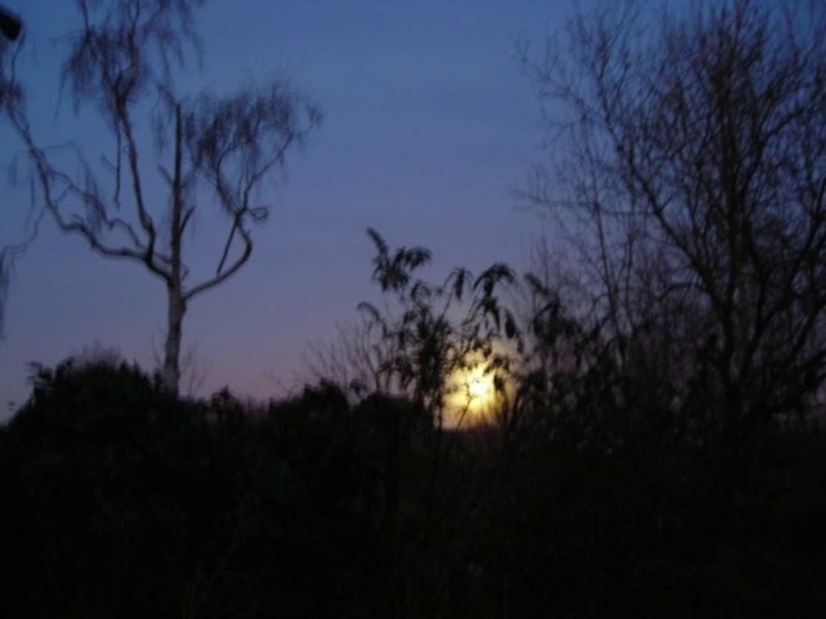 Eclipse of Moon with Silver Birch 11th January 2009
