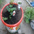 The final Herb Garden with some chillies in a pot and Bob '2' the Basil plant The final Herb Garden with some chillies in a pot and Bob '2' the Basil plant