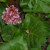 Bergenia Bergenia