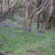 Beautiful bluebells. A week earlier and this area was swathed in yellow celandines. Beautiful bluebells. A week earlier and this area was swathed in yellow celandines.