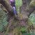 The best climbing tree! The best climbing tree!