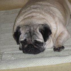 Poor Libby napping on the kitchen rug because Tito won't share the dog bed.