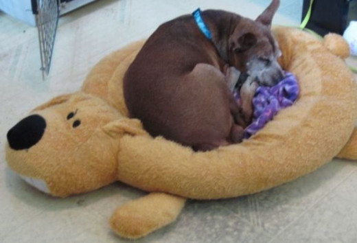 Tito's small dog bed