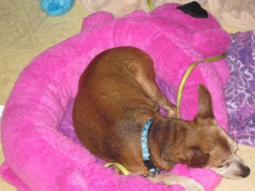 Loofa dog bed in magenta or pink