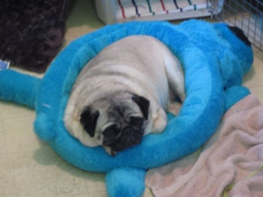 Loofa dog bed in blue or turquoise