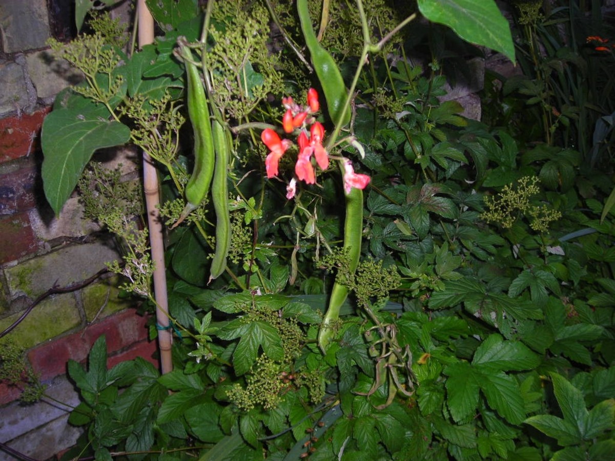 Here Runner Beans are Growing in a Mixed Flower Bed  (This photo was taken at night)