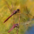 Pair of dragonflies, probably Roseate Skimmers as well.