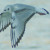 Bonaparte's Gull in flight.