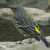 Yellow-rumped Warbler. Male.