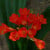 Amaryllis, I think.. Amaryllis, I think..