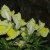 Snapdragons Snapdragons